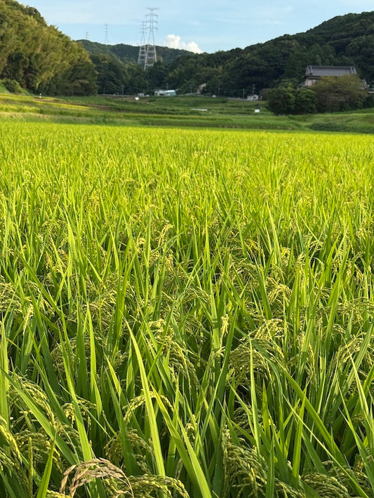 稲穂 水田 秋の風景