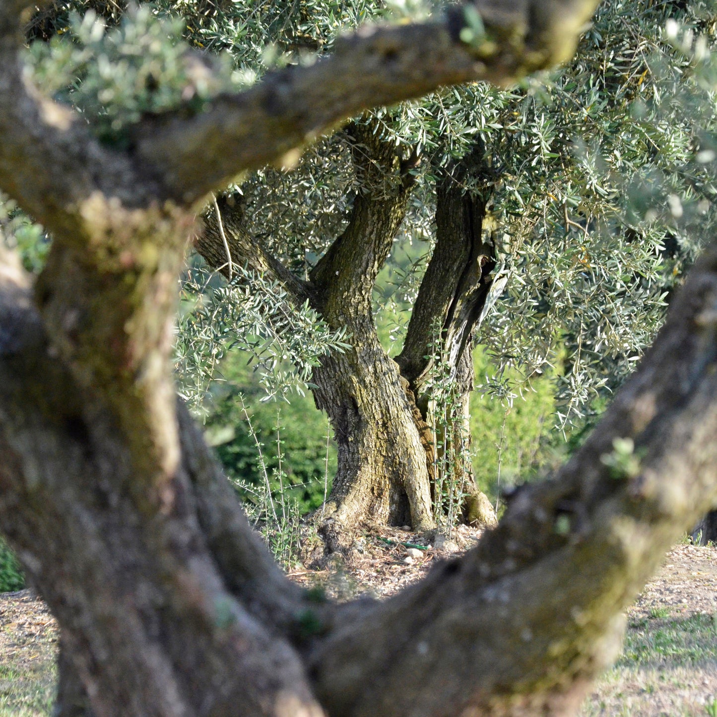 シャトーヴィラン エクストラバージンオリーブオイル サロナンク 500ml | 南仏プロヴァンス産