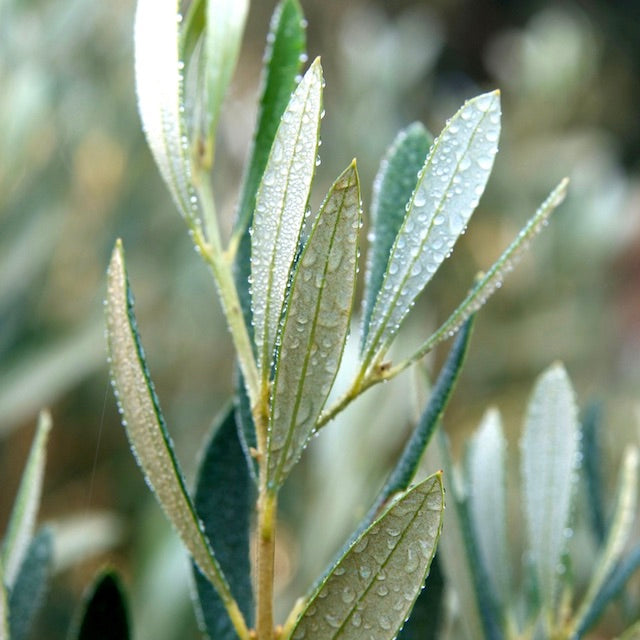 シャトーヴィラン エクストラバージンオリーブオイル AOP 500ml | 南仏プロヴァンス産