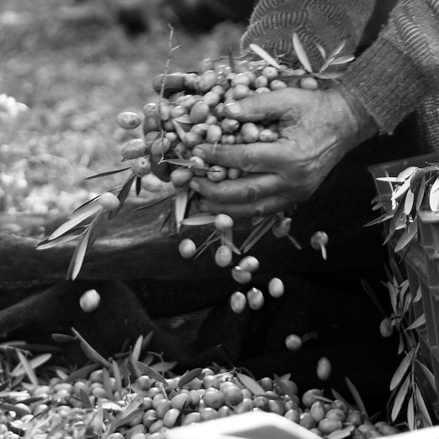 シャトーヴィラン エクストラバージンオリーブオイル AOP 500ml | 南仏プロヴァンス産