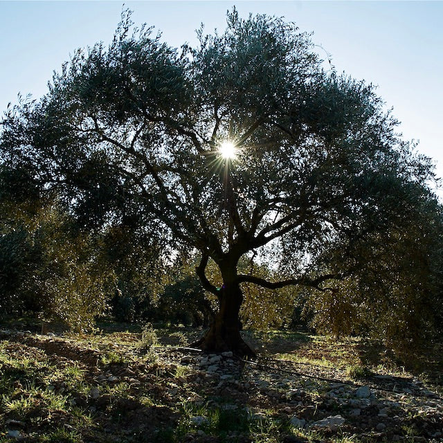 シャトーヴィラン エクストラバージンオリーブオイル アグランドー 500ml | 南仏プロヴァンス産