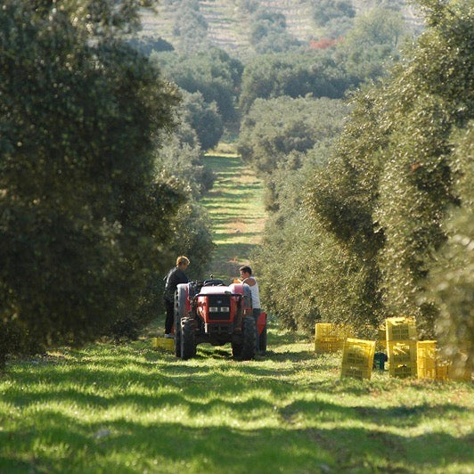 シャトーヴィラン エクストラバージンオリーブオイル AOP 500ml | 南仏プロヴァンス産