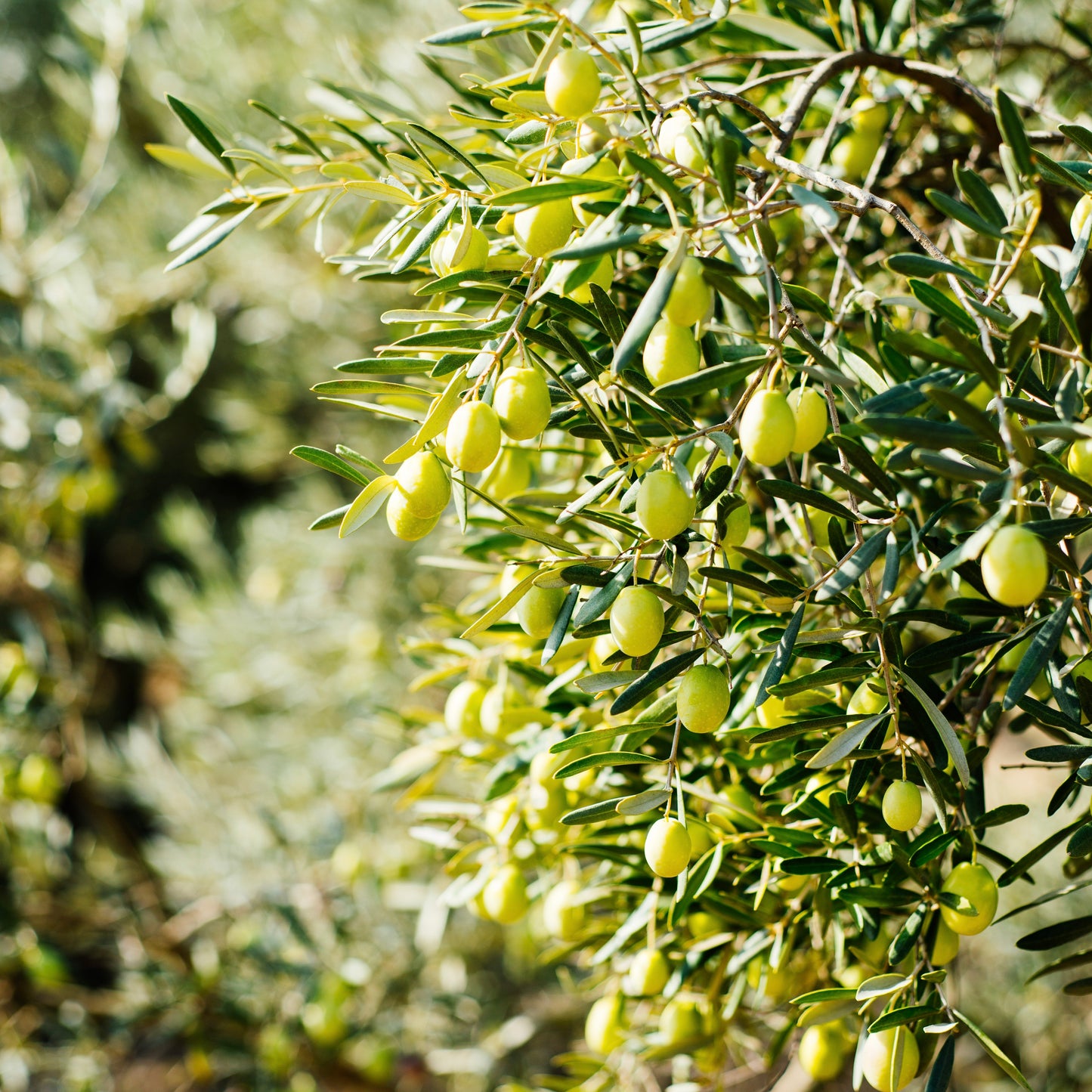 シャトーヴィラン エクストラバージンオリーブオイル サロナンク 500ml | 南仏プロヴァンス産